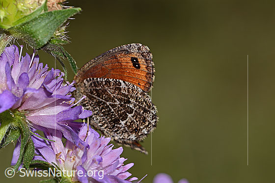 Photo: Probably Erebia montana auf Wald-Witwenblume (Knautia dipsacifolia). Wings half open. View from below on the side.