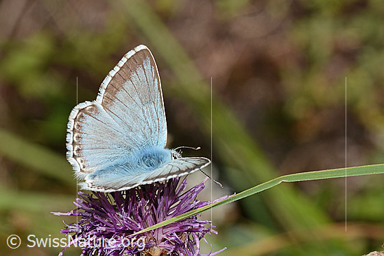 Photo: Probably Lysandra coridon on Centaurea scabiosa ssp. alpestris. Wings half closed. View from the side above.