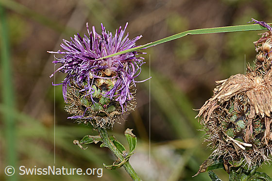 Foto: Alpen-Flockenblume (Centaurea scabiosa ssp. alpestris). Blüte.