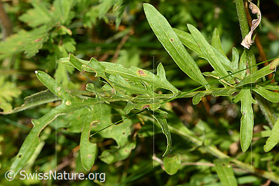Foto: Alpen-Flockenblume (Centaurea scabiosa ssp. alpestris). Blätter.