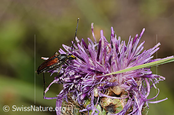 Foto: Kleiner Schmalbock (Stenurella melanura) auf Alpen-Flockenblume (Centaurea scabiosa ssp. alpestris). Länge 6 - 9mm. Männchen. Ansicht von seitlich oben.