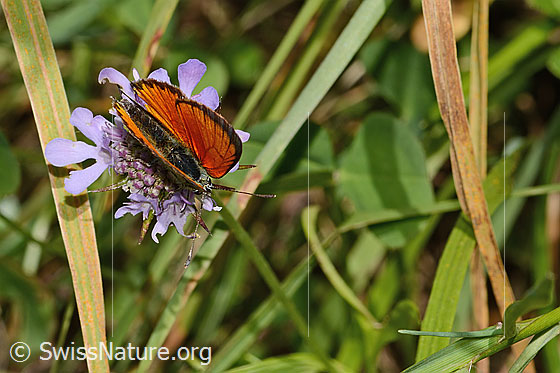 Photo: Lycaena virgaureae on Scabiosa lucida. Wings closed. View from above.