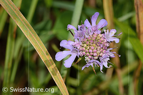 Photo: Scabiosa lucida. Blossom.