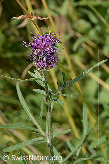 Photo: Centaurea scabiosa ssp. alpestris. Blossom, stem and leaves.