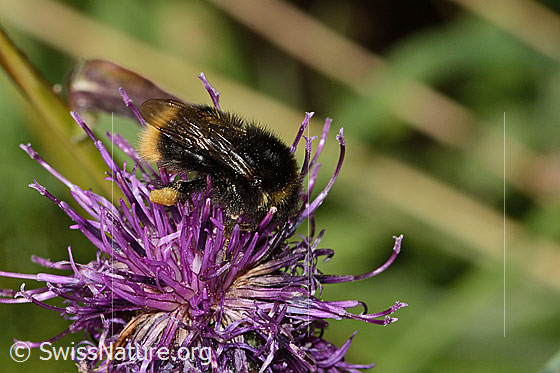 Photo: Probably Bombus soroeensis on Centaurea scabiosa ssp. alpestris. Length 15mm. View from the side.