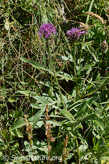Foto: Alpen-Flockenblume (Centaurea scabiosa ssp. alpestris). Ganze Pflanze (Habitus).