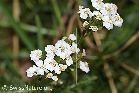 Foto: Gemeine Schafgarbe (Achillea millefolium). Blütenstand. Ansicht von oben.