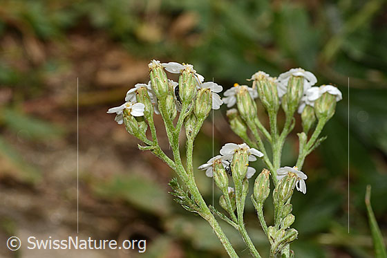 Foto: Gemeine Schafgarbe (Achillea millefolium). Blütenstand. Ansicht von der Seite.