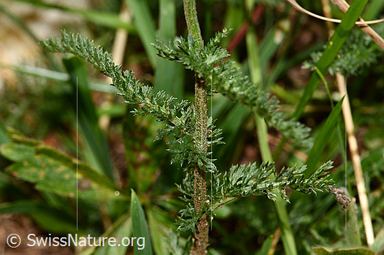 Foto: Gemeine Schafgarbe (Achillea millefolium). Blätter und Stängel.