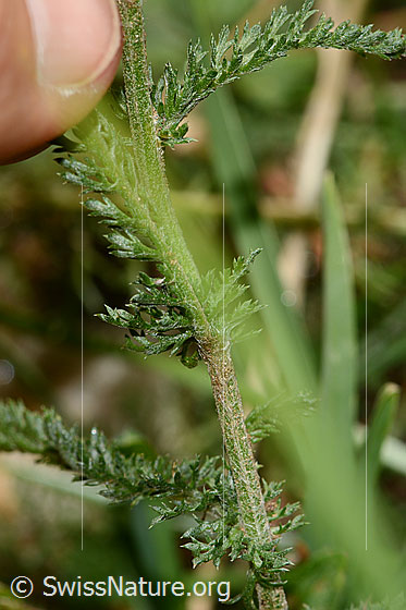 Foto: Gemeine Schafgarbe (Achillea millefolium). Stängel und Blattunterseite.