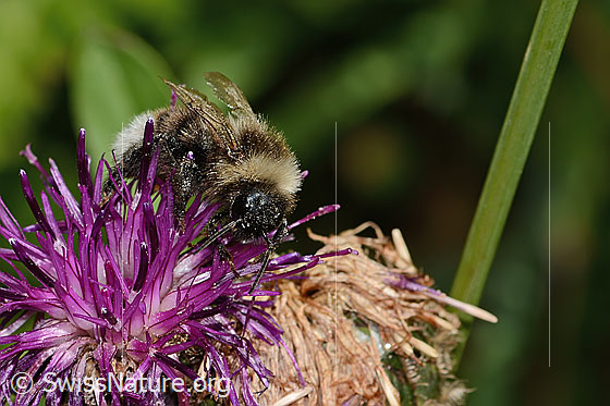 Foto: Wahrscheinlich Berghummel (Bombus mesomelas) auf Alpen-Flockenblume (Centaurea scabiosa ssp. alpestris). Länge 13mm. Ansicht von vorne.