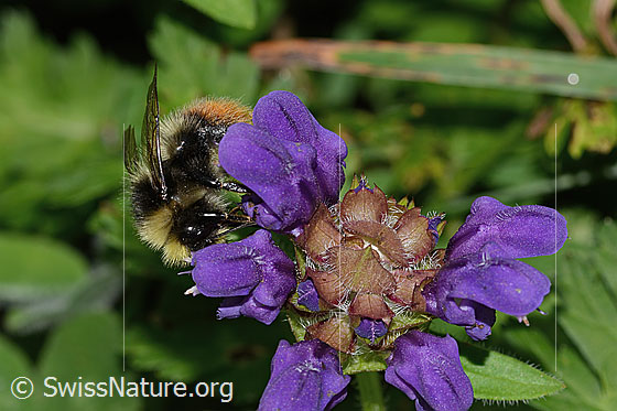 Foto: Berglandhummel (Bombus monticola) an Grossblütiger Brunelle (Prunella grandiflora). Länge 13mm. Ansicht von schräg vorne.