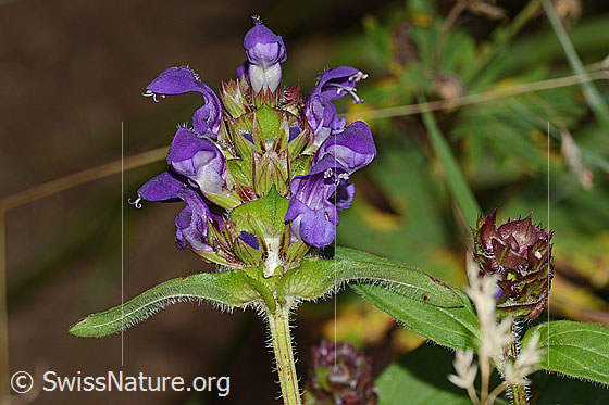 Foto: Wahrscheinlich Grossblütige Brunelle (Prunella grandiflora). Blüten, Blütenstand, oberste Stägelblätter und Stängel. Ansicht von der Seite.