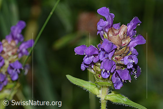 Prunella grandiflora