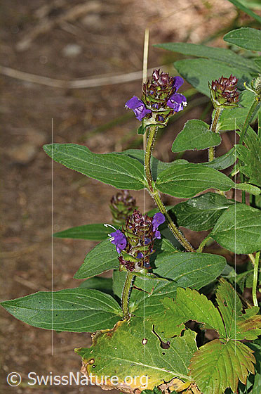 Foto: Wahrscheinlich Grossblütige Brunelle (Prunella grandiflora). Ganze Pflanze (Habitus).