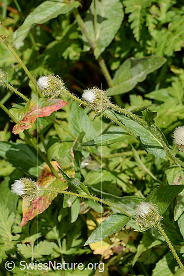Photo: Crepis pyrenaica. Whole plant (habiti). Withered.