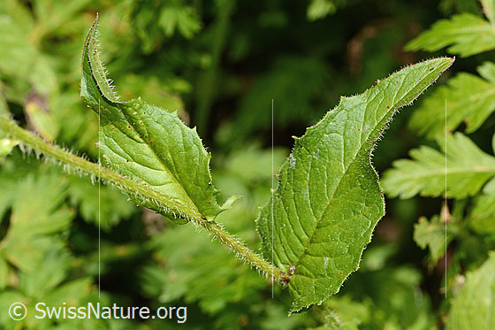 Photo: Crepis pyrenaica. Stem and stem leaves.