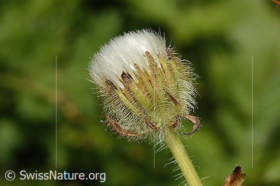 Photo: Crepis pyrenaica. Faded blossom. View from the side.