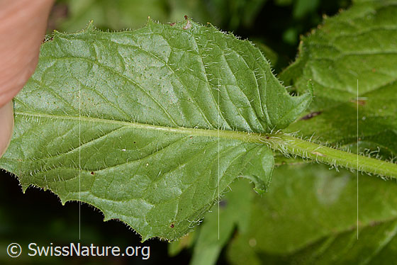 Photo: Crepis pyrenaica. Stem and leafuntseite.