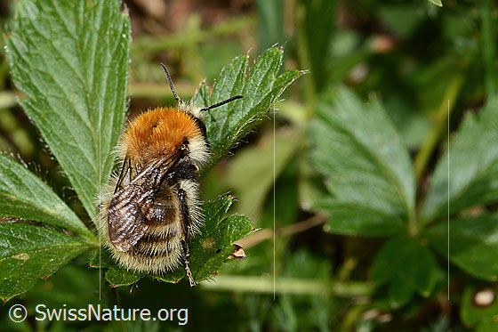 Photo: Probably Bombus humilis. Length 15mm. View from above.
