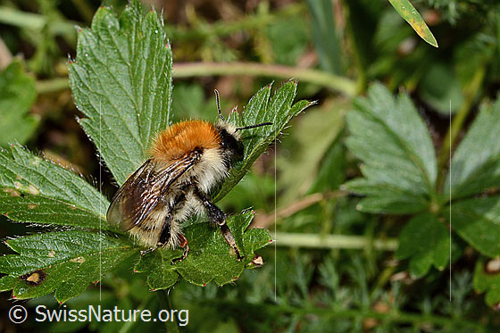 Photo: Probably Bombus humilis. Length 15mm. View from the side above.