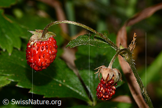 Photo: Fragaria vesca. Fruits.