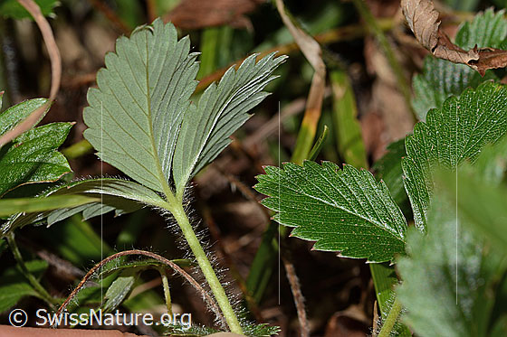 Foto: Wald-Erdbeere (Fragaria vesca). Blattunterseite.