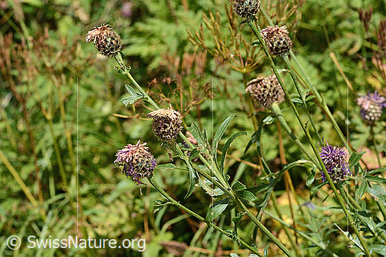 Foto: Alpen-Flockenblume (Centaurea scabiosa ssp. alpestris). Ganze Pflanze (Habitus).
