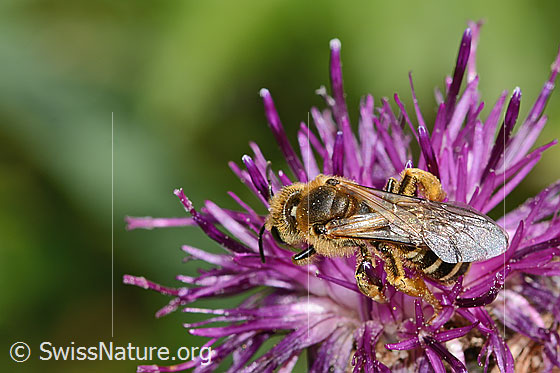 Foto: Rotbeinige Furchenbiene (Halictus rubicundus) auf Alpen-Flockenblume (Centaurea scabiosa ssp. alpestris). Länge 12mm. Weibchen. Ansicht von oben.