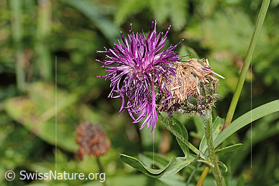Foto: Alpen-Flockenblume (Centaurea scabiosa ssp. alpestris). Blüte.