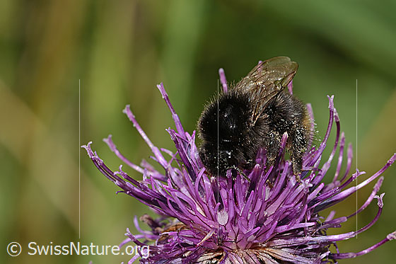 Foto: Wahrscheinlich Distelhummel (Bombus soroeensis) auf Alpen-Flockenblume (Centaurea scabiosa ssp. alpestris). Länge 15mm. Ansicht von vorne.