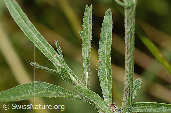 Foto: Alpen-Flockenblume (Centaurea scabiosa ssp. alpestris). Blätter und Stängel.