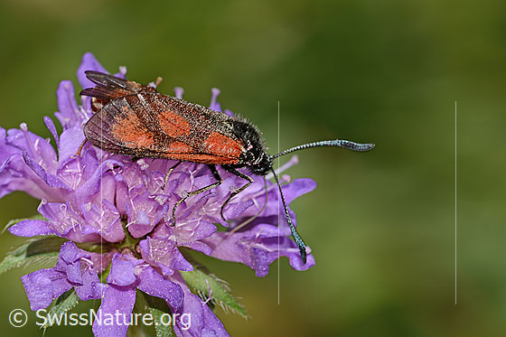 Foto: Wahrscheinlich Beilfleckwidderchen (Zygaena loti) auf Wald-Witwenblume (Knautia dipsacifolia). Ansicht von der Seite.