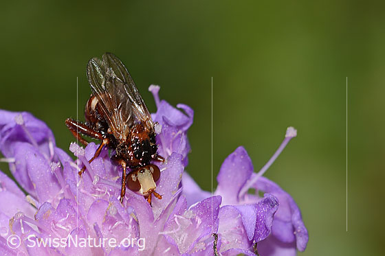 Foto: Wahrscheinlich Gemeine Breitstirnblasenkopffliege (Sicus ferrugineus) auf Wald-Witwenblume (Knautia dipsacifolia). Länge 8.5 - 9.5mm. Ansicht von vorne oben.