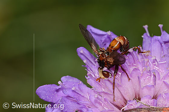 Foto: Wahrscheinlich Gemeine Breitstirnblasenkopffliege (Sicus ferrugineus) auf Wald-Witwenblume (Knautia dipsacifolia). Länge 8.5 - 9.5mm. Ansicht von seitlich vorne oben.