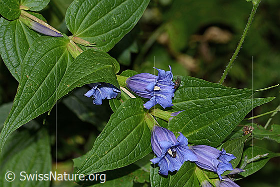 Photo: Gentiana asclepiadea. Blossom and leaves.