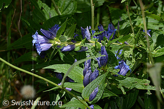 Foto: Schwalbenwurz-Enzian (Gentiana asclepiadea). Ganze Pflanze (Habitus).