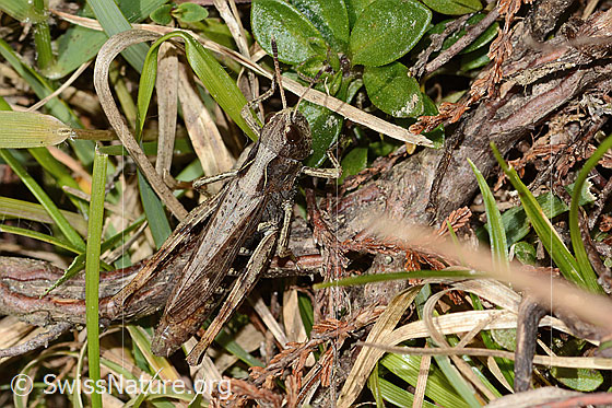 Foto: Brauner Grashüpfer (Chorthippus brunneus). Länge 22mm. Weibchen. Ansicht von schräg oben.