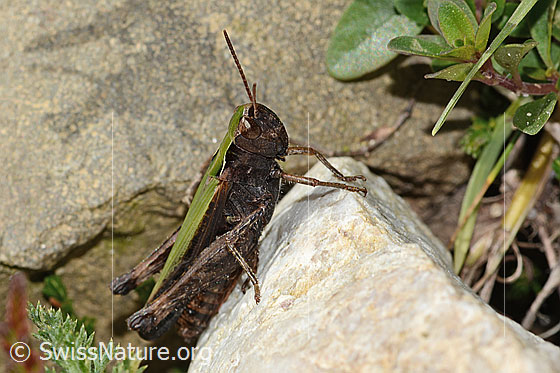 Photo: Chorthippus brunneus. Length 22mm. Female. View from the side.