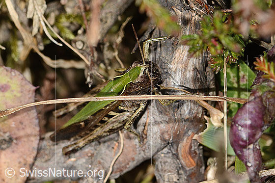 Foto: Brauner Grashüpfer (Chorthippus brunneus). Länge 22mm. Weibchen. Ansicht von vorne oben.