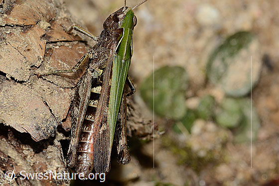 Photo: Chorthippus brunneus. Length 25mm. Female. View from the side above.