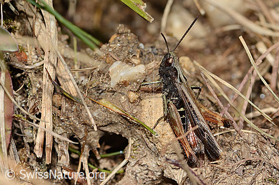Photo: Chorthippus brunneus. Length 18mm. Male. View from the side.