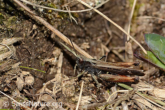 Photo: Chorthippus brunneus. Length 18mm. Male. View from the side.