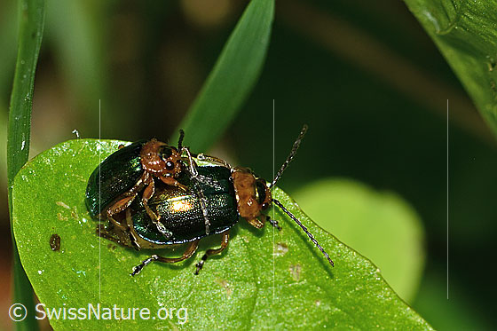 Photo: Sermylassa halensis. Length 5 - 7mm. Mating. On the left: male. On the right: female.