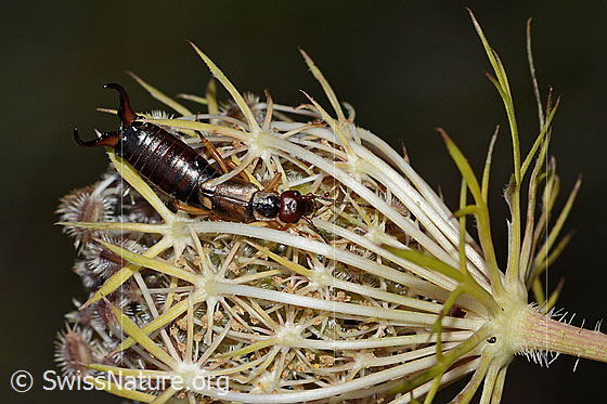Foto: Gemeiner Ohrwurm (Forficula auricularia) auf Wilder Möhre (Daucus carota ssp. carota). Länge 14mm. Männchen. Ansicht von oben.