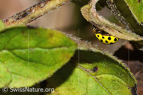 Photo: Psyllobora vigintiduopunctata. Length 5mm. View from the side.