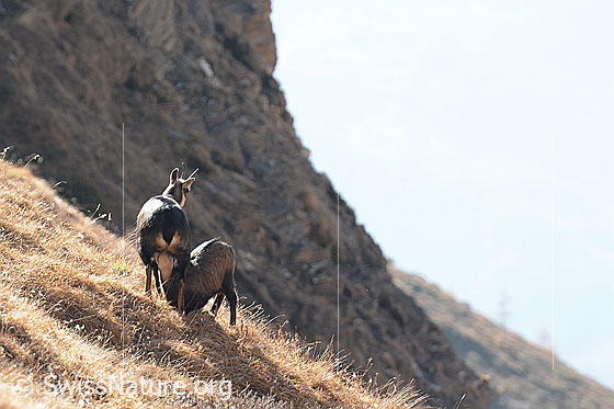 Foto: Gämsen (Rupicapra rupicapra). Muttertier mit diesjährigem Jungtier.