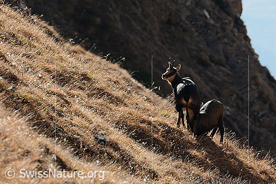Foto: Gämsen (Rupicapra rupicapra). Muttertier mit diesjährigem Jungtier.