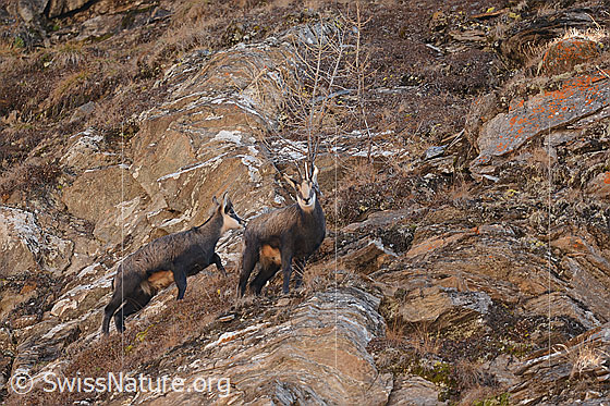 Foto: Zwei Gämsen (Rupicapra rupicapra) kurz vor Wintereinbruch.