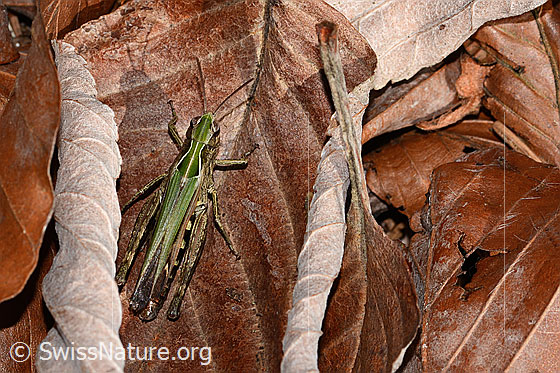 Foto: Wahrscheinlich Brauner Grashüpfer (Chorthippus brunneus). Länge 23mm. Weibchen. Ansicht von oben.